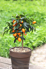 potted citrus plant with fruits standing on a green patio