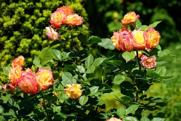 Blühende Rosen auf dem Friedhof von Wyk-Boldixum