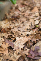 autumn leaves in a street gutter