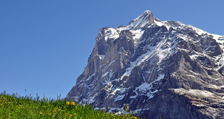 swiss alps peak near Grindelwald with mountain meadow in front