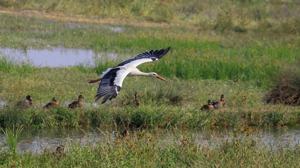 cicogna bianca in volo (Ciconia ciconia)