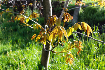 Blätter des Walnussbaumes im Zwielicht der Sonne.