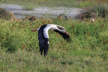 cicogna bianca in volo (Ciconia ciconia)