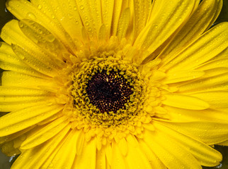 Barberton daisy flower