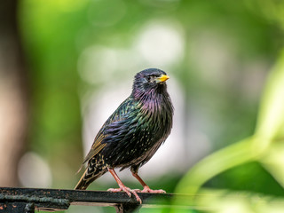 Common starling,Sturnus vulgaris