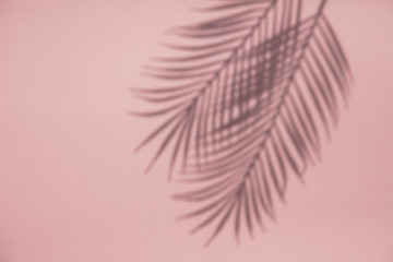 Tropical palm tree leaf shadow on a pastel pink background. Summertime layout