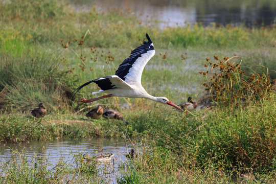 cicogna bianca in volo (Ciconia ciconia)