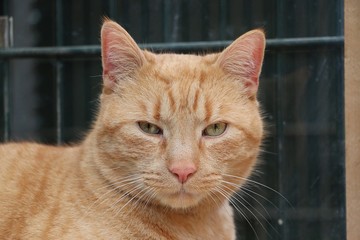 beautiful red cat head portrait