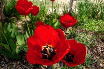 Blooming red tulips.