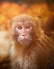 Portrait of Rhesus macaque (Macaca mulatta) at Sunset in forest 