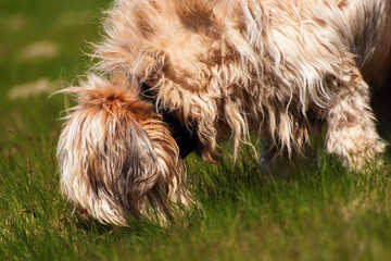 Disheveled dog briard sniffles in grass.