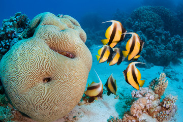 Photo of coral colony with Butterflyfish and big hard coral.