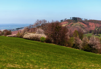 Fototapeta na wymiar Pasture,hills and blossoming trees and bushes in spring.