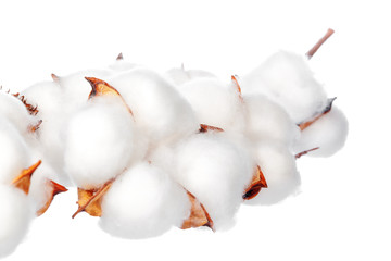 Cotton flowers on white background