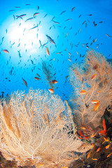 Colorful coral reef.