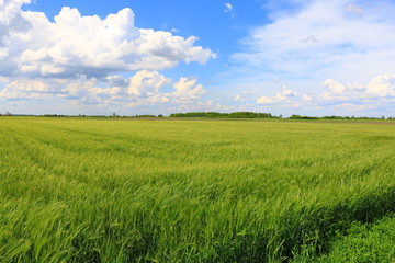 Obraz premium Wheat field against a blue sky