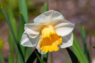 Naklejka na ściany i meble Daffodil (narcissus) 'Foresight' growing outdoors in the spring season
