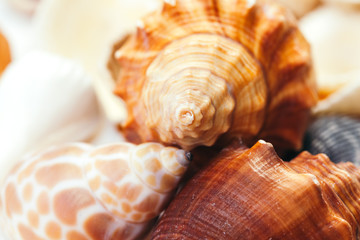 Sea shells. nature background.
