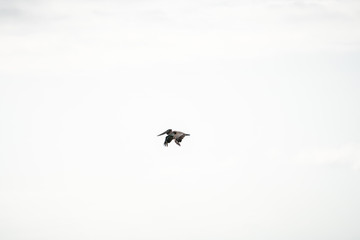 Pelican flying in Santa Barbara, California