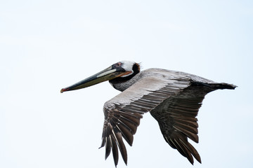 Pelican flying in Santa Barbara, California
