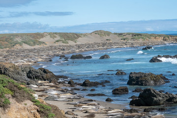 Fototapeta na wymiar Elephant seals in California, USA