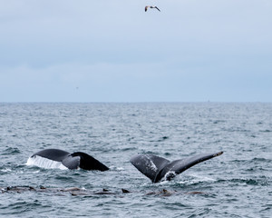 Fototapeta premium Humpback whales in California, USA