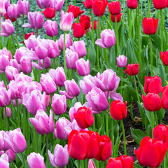 Flowers red and pink tulips flowering on background of flowers. Tulip close up, colorful tulip photo background