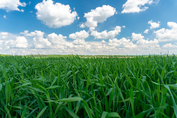 Green grass and blue sky with clouds. Beautiful landscape.