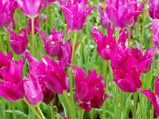 Obraz premium Close-up of pink tulips in a field of pink tulips