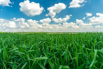 Fototapeta premium Green grass and blue sky with clouds. Beautiful landscape.