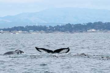 Humpback whales in California, USA