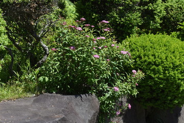 Japanese spirea (Spiraea japonica) flowers