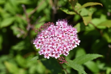 Japanese spirea (Spiraea japonica) flowers