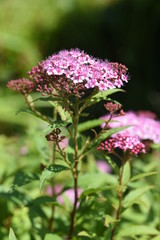 Japanese spirea (Spiraea japonica) flowers