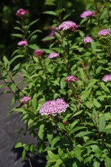 Japanese spirea (Spiraea japonica) flowers