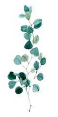 Watercolor hand painted green eucalyptus leaves and branches.
