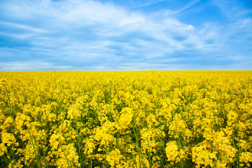 Fototapeta premium Rapeseed yellow field in sunny day