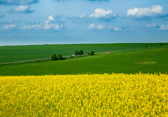 Obraz premium Rapeseed yellow field in sunny day