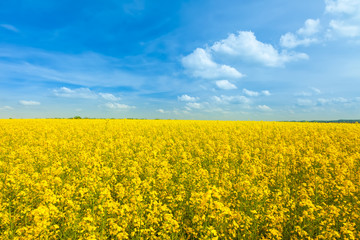 Fototapeta premium Rapeseed yellow field in sunny day
