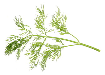Fresh green dill isolated on white background, top view