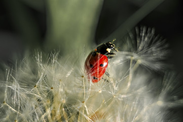 ladybug on green grass