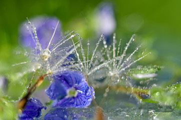 Water on a flower