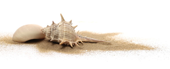 Sea shells in sand pile isolated on white background