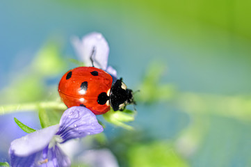 ladybug on a flower