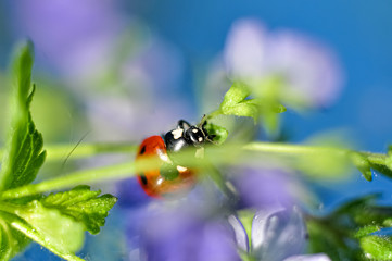 ladybug