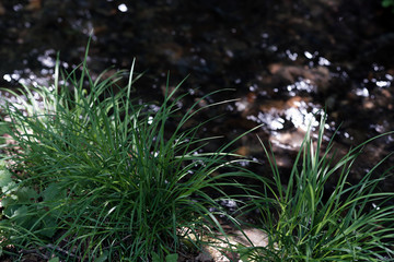 水辺の細く小さな草