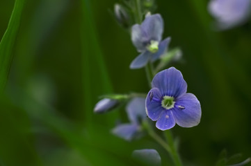 First spring flowers