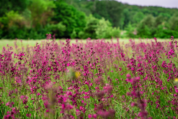 Beautiful wildflowers  in the traditional ukrainian country village