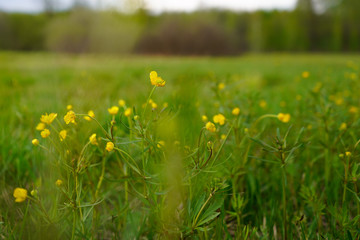 Bright spring meadow