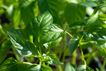 Fototapeta na wymiar Seedlings of bell pepper, close-up of leaves of pepper, fresh spring background